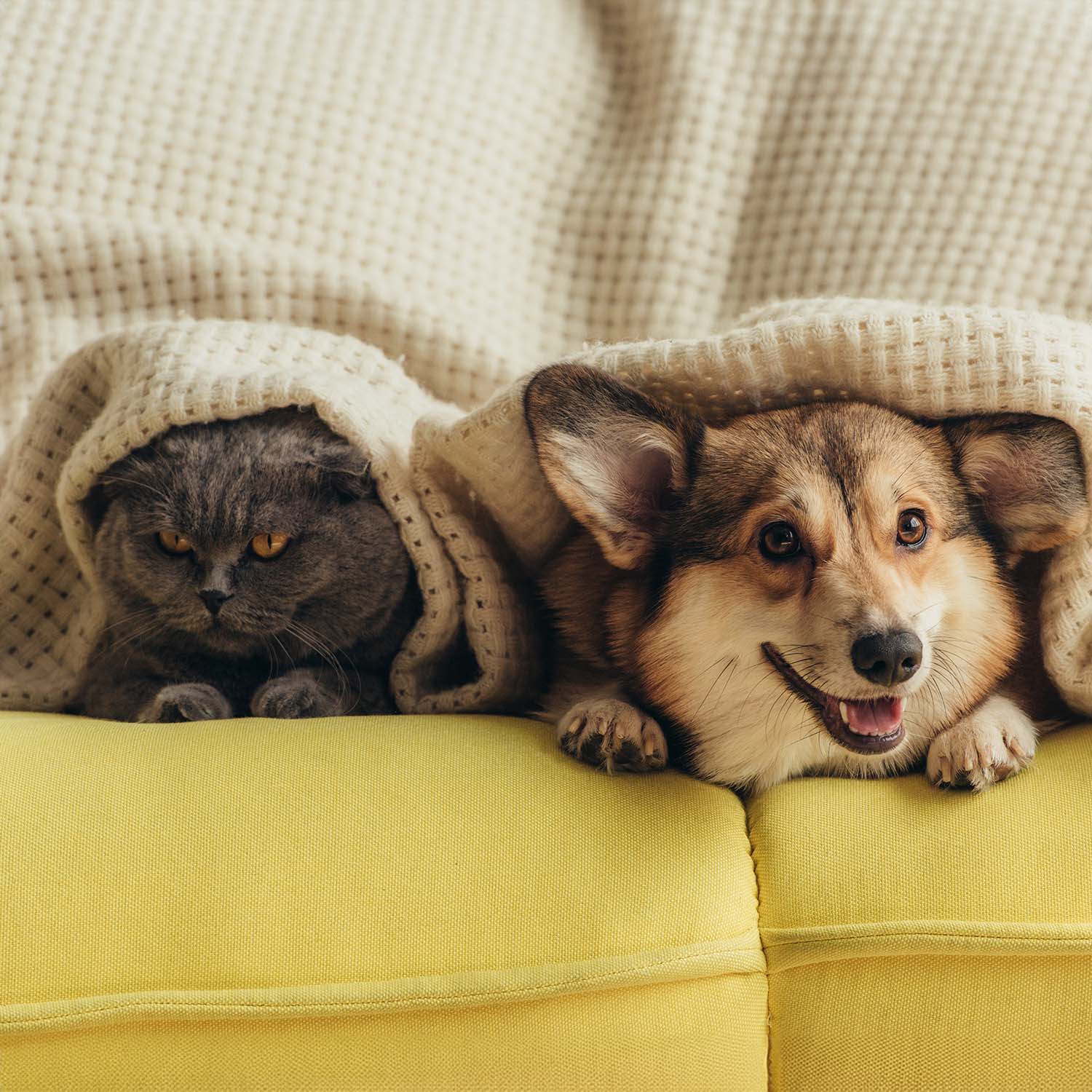 Dog Breeds That Are Good With Cats