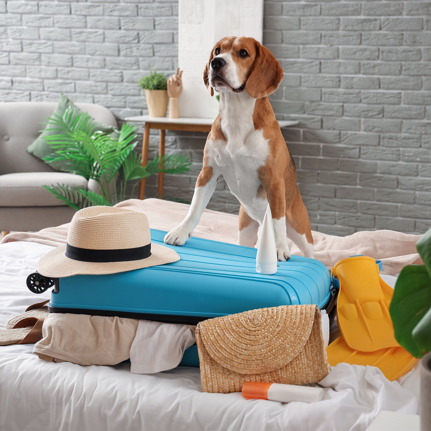 How To Travel With Your Pet This Holiday Season?