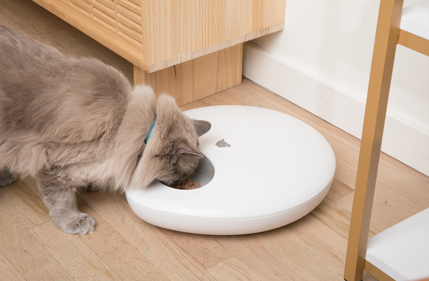 IC813_purechew_mix_wet_and_dry_feeder_wet_food