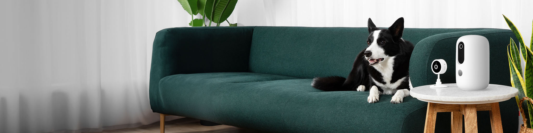 dog_supplies_category_banner_withou_text