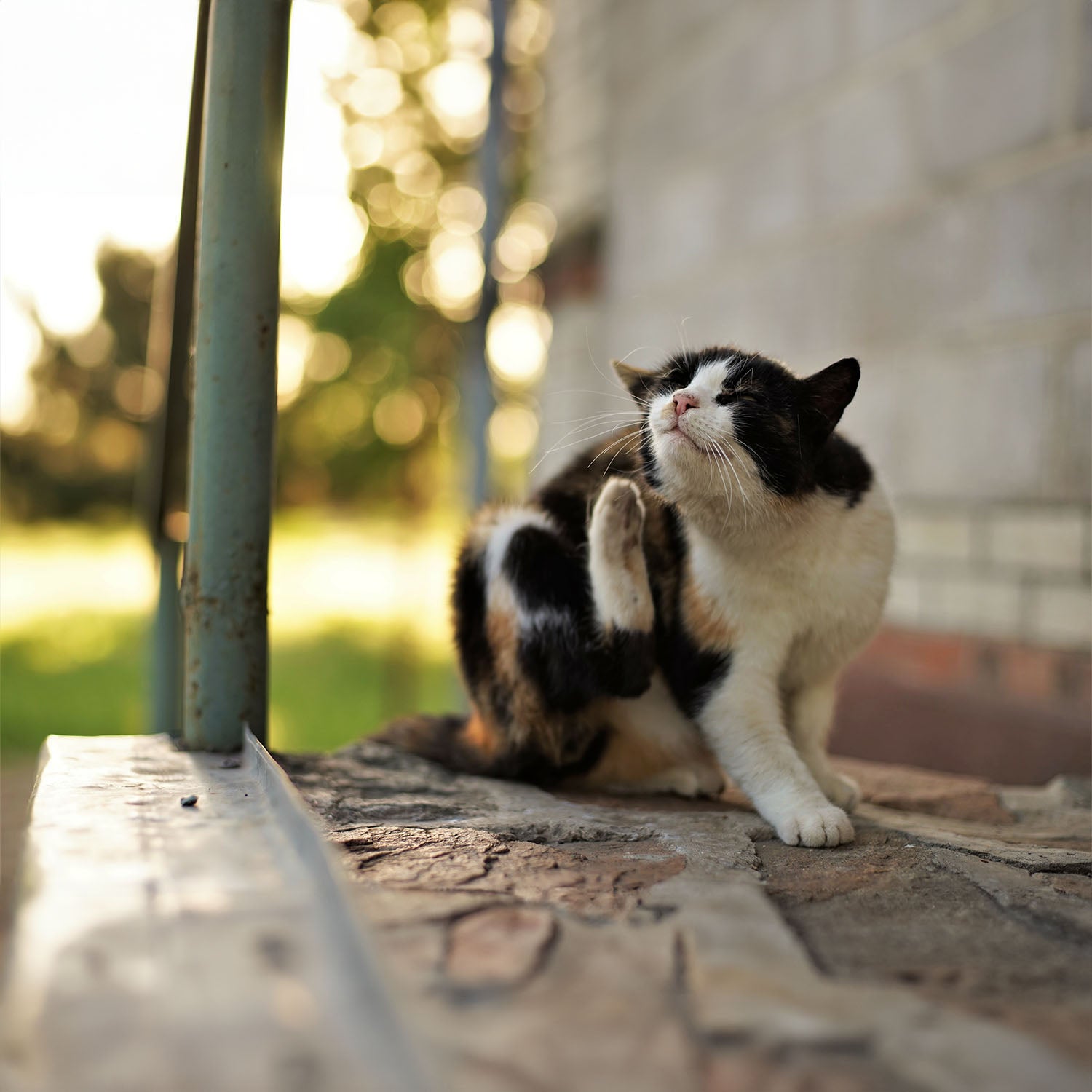 How Do You Get Rid of Cat Fleas?