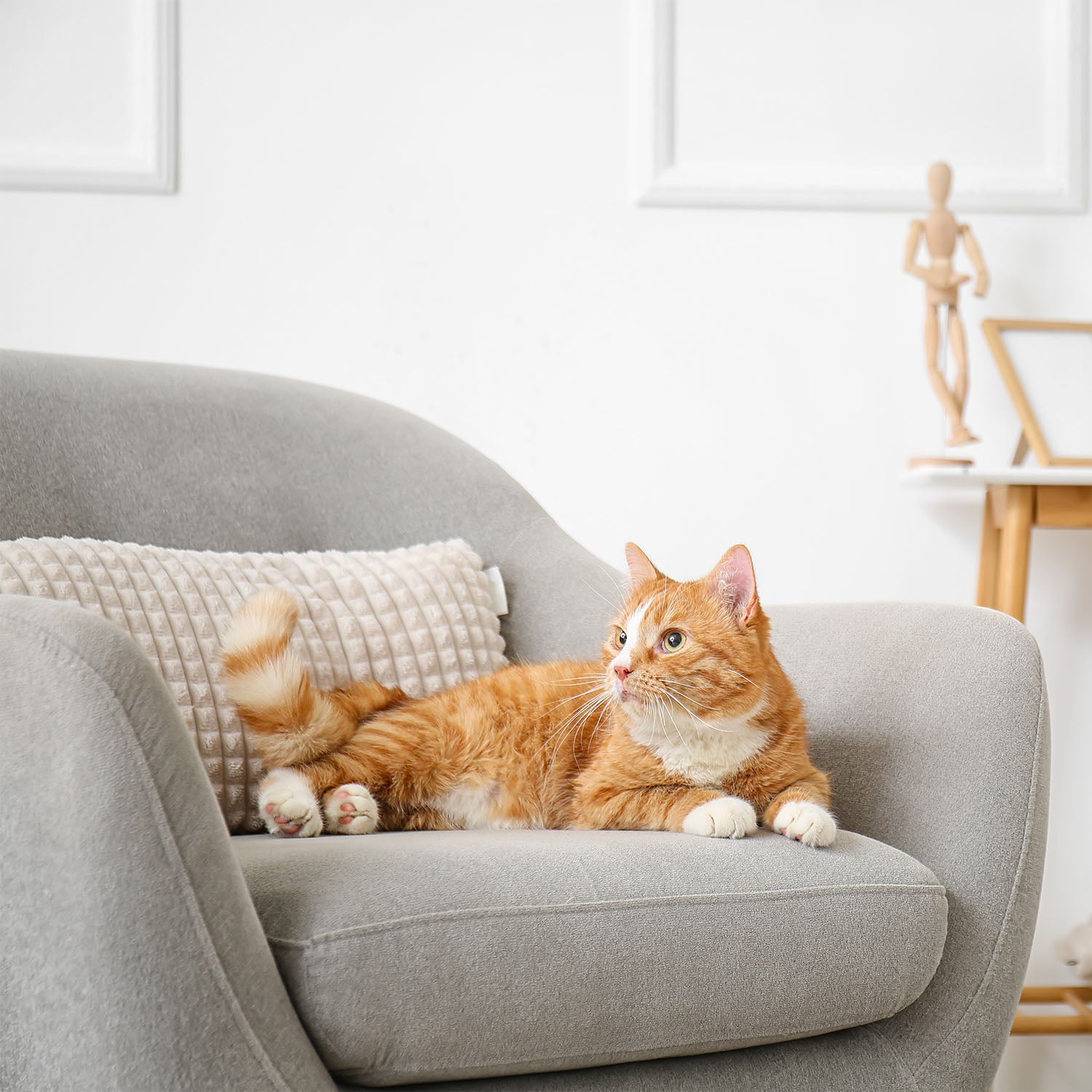 Leaving Your Cat Alone: Avoid these 10 common mistakes