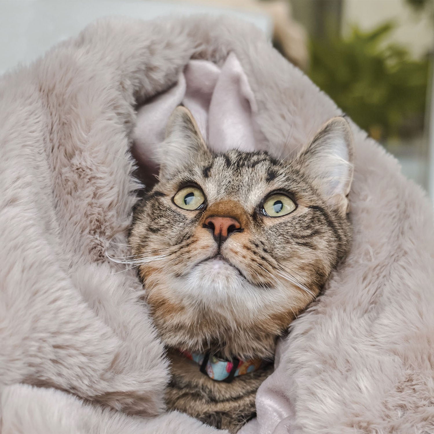 PIXIE Throw Pet Blanket - One Size